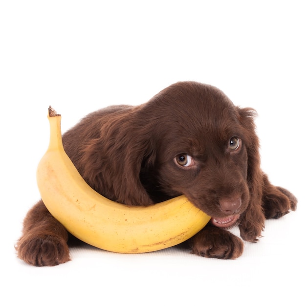 Foto engelse cocker spaniel puppy hondje met een banaan. geïsoleerd op wit.