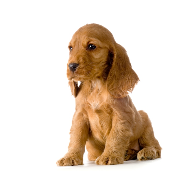 Engelse cocker spaniel puppy