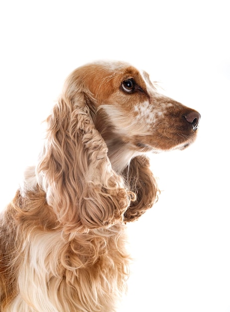 Engelse Cocker Spaniel