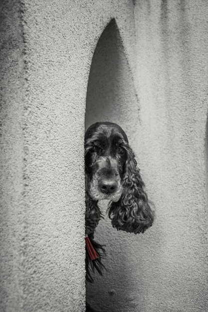 Engelse Cocker-spaniëlhond bij de stad in. Stadsleven.