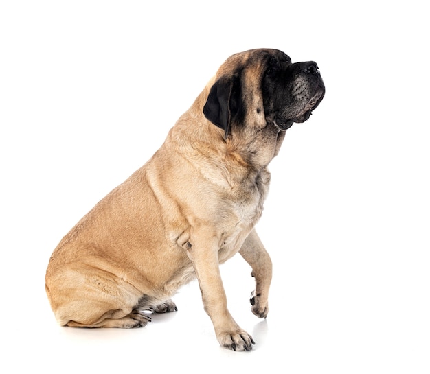 Engelse Mastiff geïsoleerd op wit