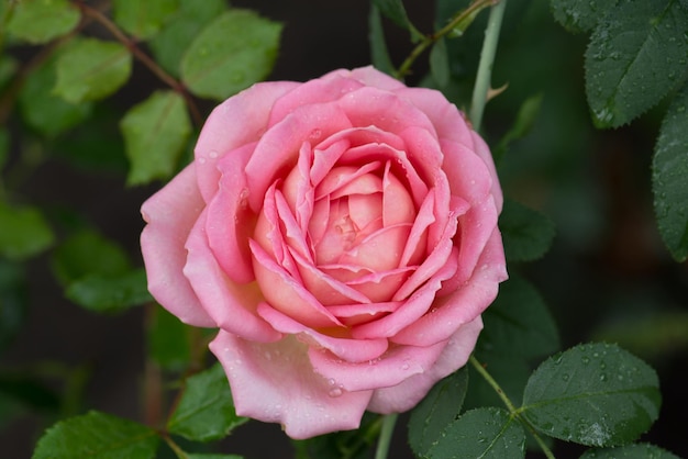 Engelse roos in de tuin Engelse roze roos in de zomertuin