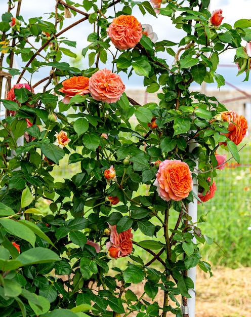 Engelse rozenstruik met grote bloemen