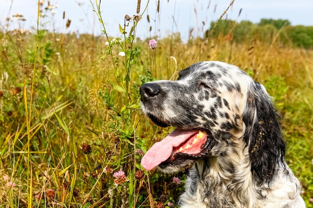 Foto engelse setter close-up blue belton siberië rusland