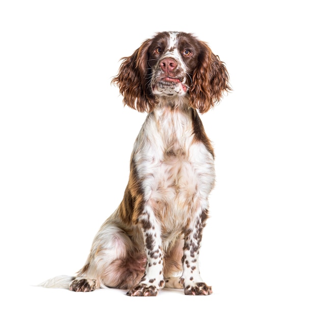 Engelse Springer Spaniel hond zitten, geïsoleerd op wit