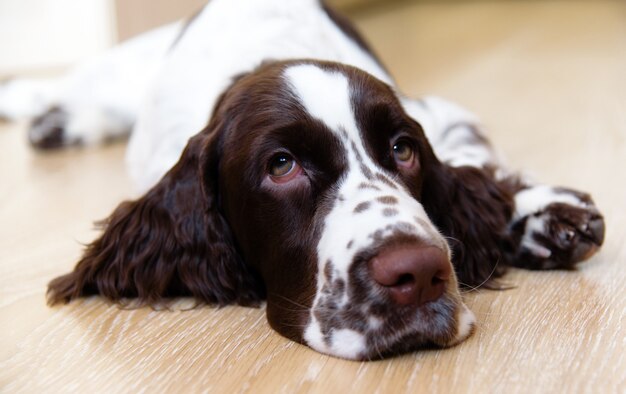 Engelse Springer Spaniel puppy hondje liggend op de vloer