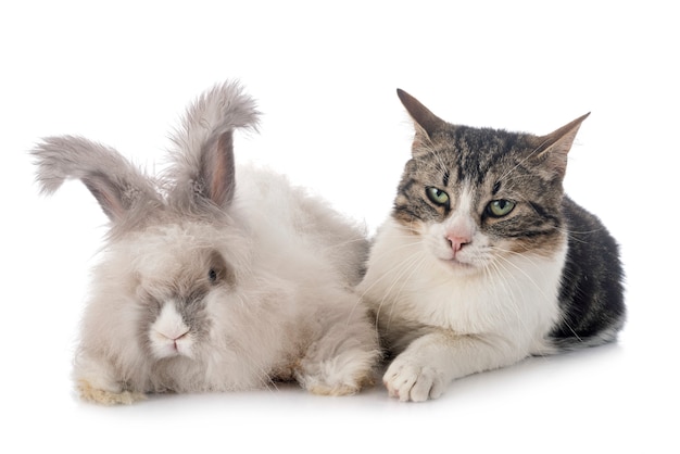 English Angora rabbit and cat on white background