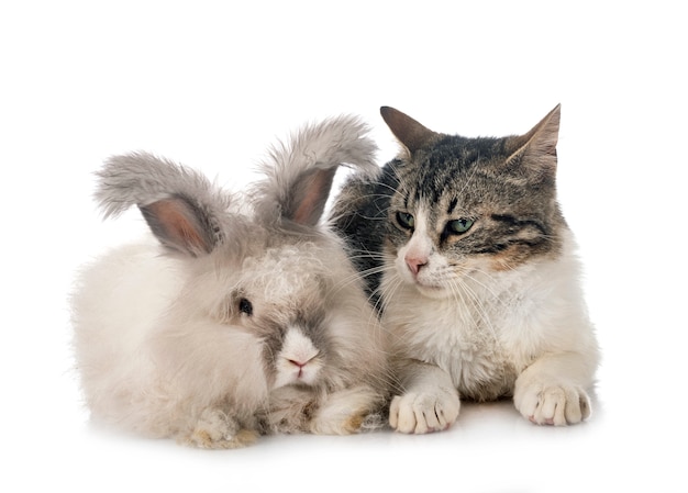 English Angora rabbit and cat