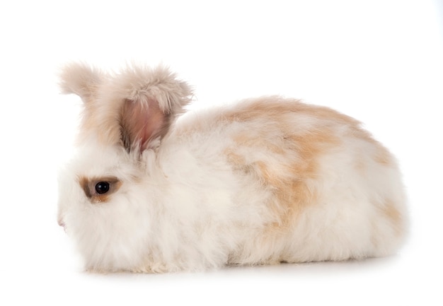 English Angora rabbit on white background