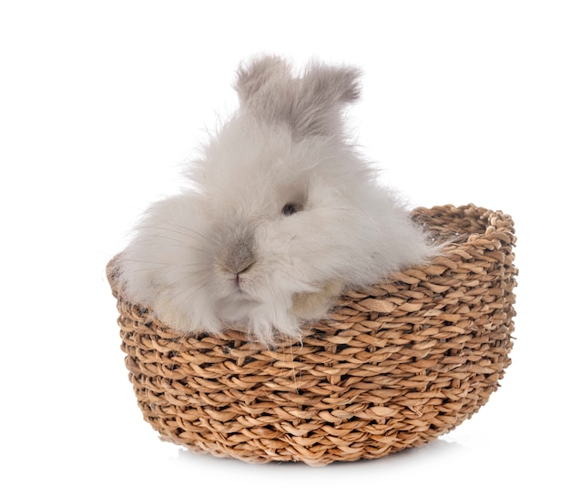 English Angora rabbit