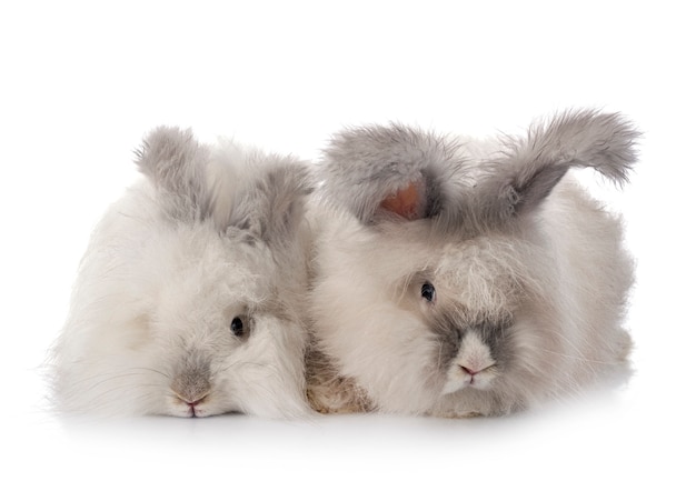 English Angora rabbits