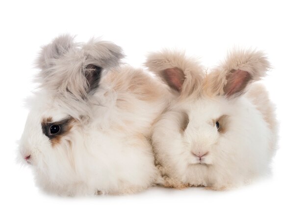 English Angora rabbits