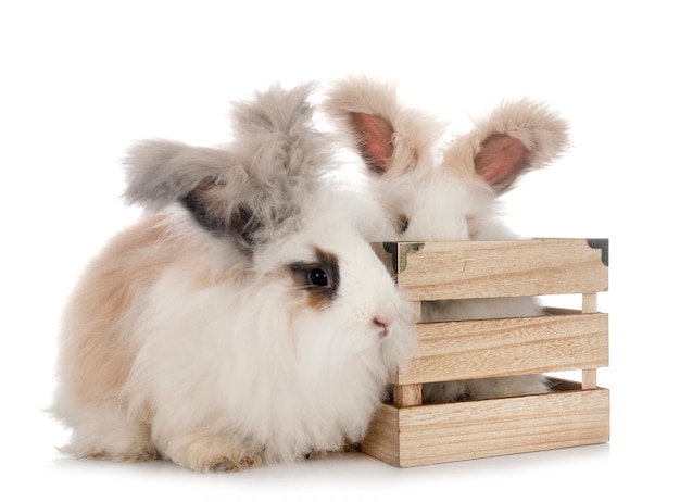 English Angora rabbits