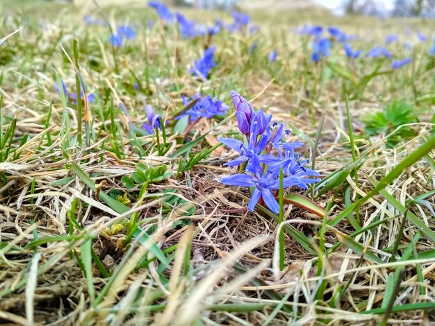 牧草地の春の英語のブルーベル絨毯