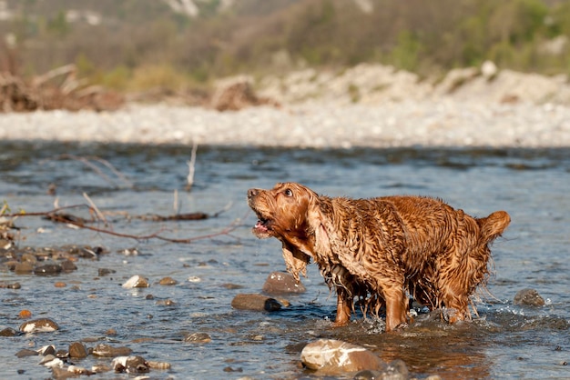 An english brown cocker spaniel running to you in the river water background