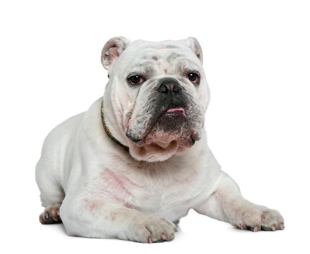 English bulldog, 10 months old, lying in front of white wall