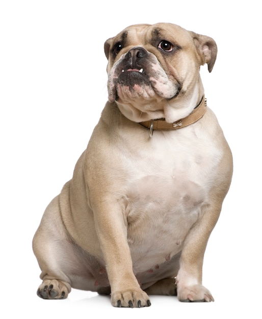 English Bulldog, 15 months old, sitting in front of white wall