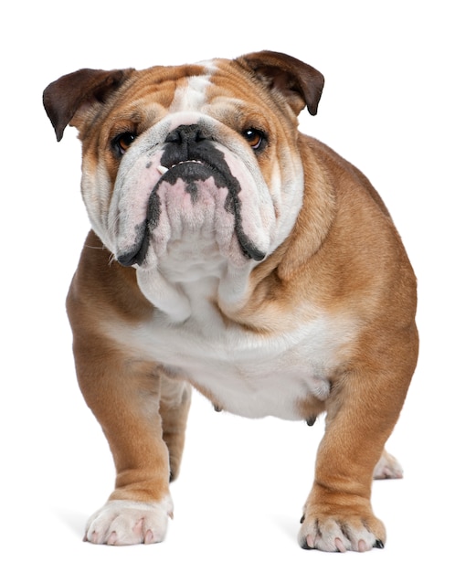 English Bulldog, 18 months old, standing in front of white wall