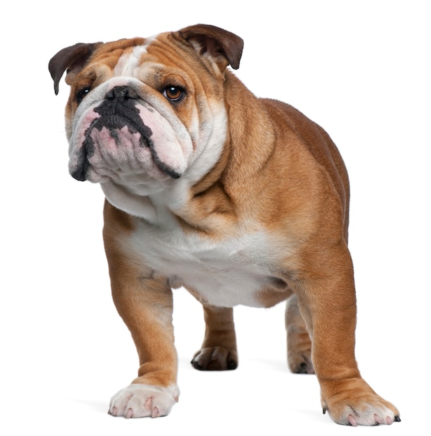 Photo english bulldog, 18 months old, standing in front of white wall