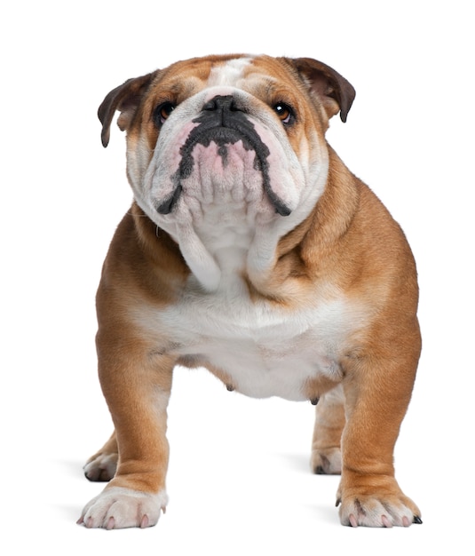 English Bulldog, 18 months old, standing in front of white wall