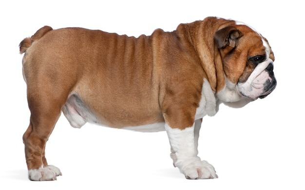 English Bulldog, 2 years old, standing in front of white wall