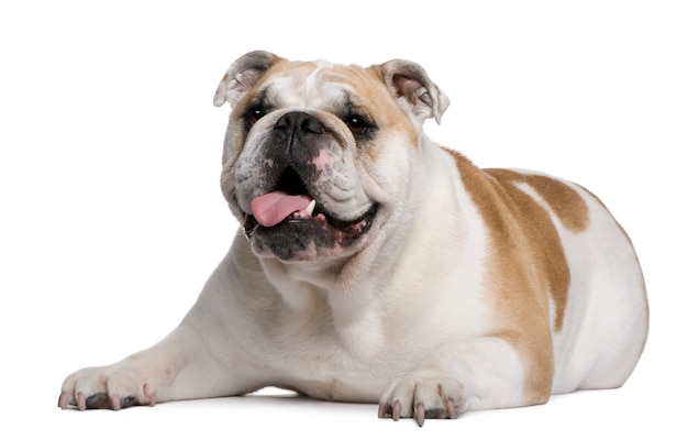 English Bulldog, 4 years old, lying in front of white wall