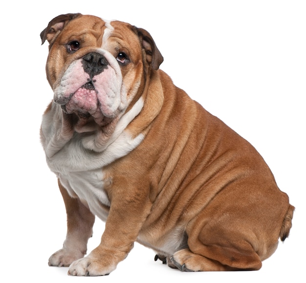 English Bulldog, 6 years old, sitting in front of white wall