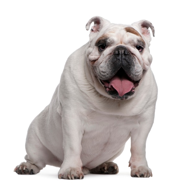 English Bulldog, 7 years old, sitting in front of white wall