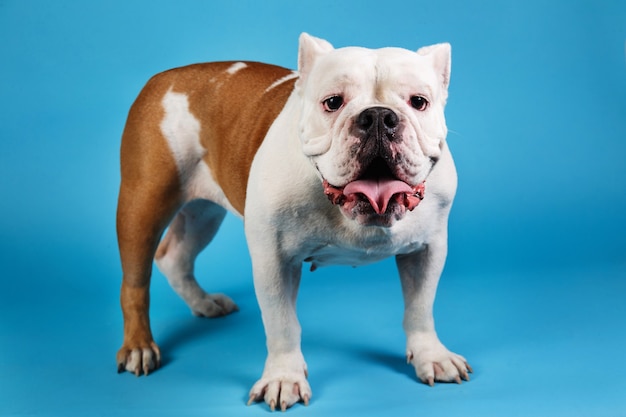 English bulldog on a blue background