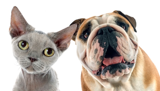 English bulldog and devon rex