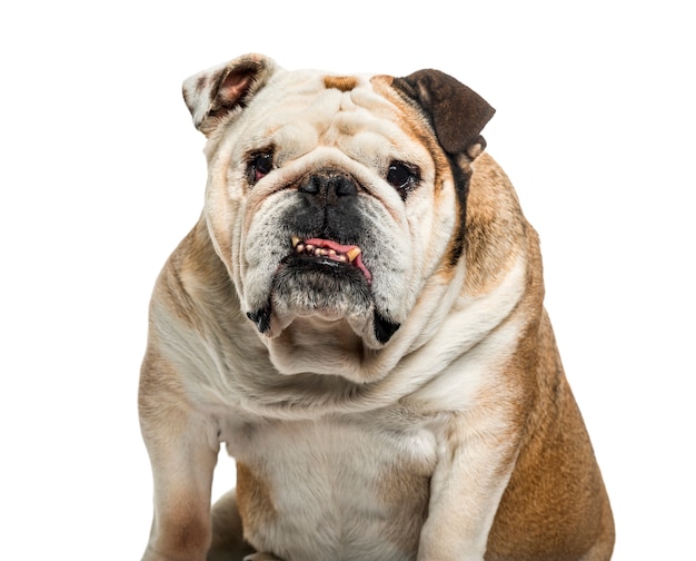 English bulldog dog sitting, cut out