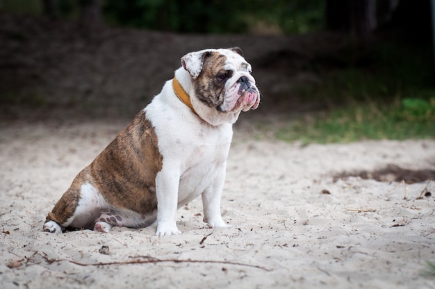 砂の上に座っている英語ブルドッグ犬