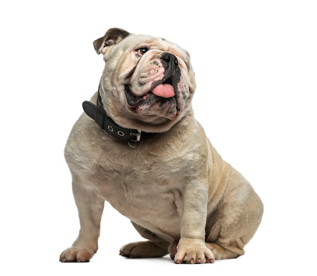 Photo english bulldog in front of a white wall