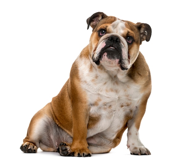 English Bulldog in front of a white wall