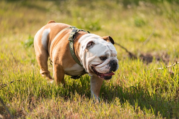 English bulldog on green grass