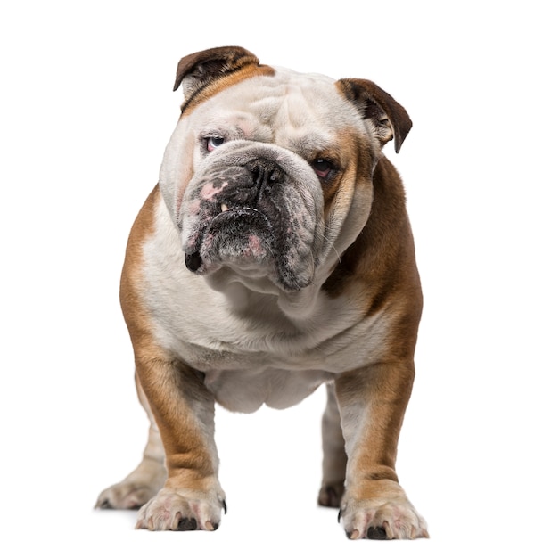 English Bulldog isolated on white