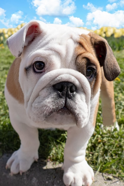 English bulldog on the lawn Portrait Pets A purebred dog