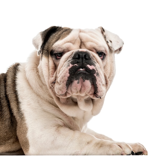 English Bulldog looking at the camera