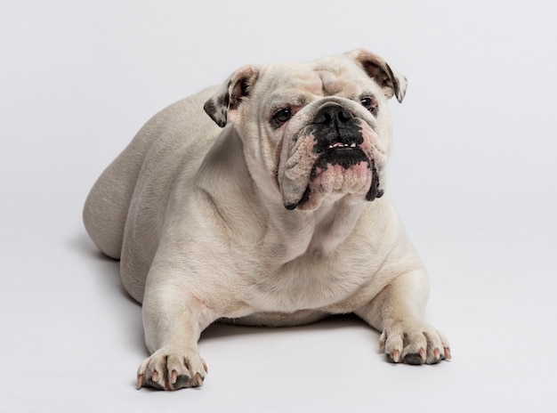 English bulldog lying in front of a white wall