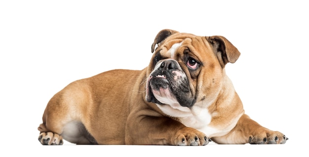 English Bulldog lying and looking up,  isolated on white