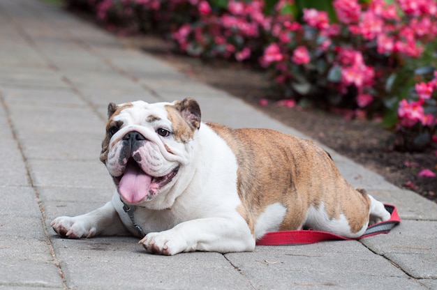 Bulldog inglese nel parco