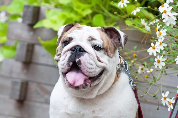 Bulldog inglese nel parco