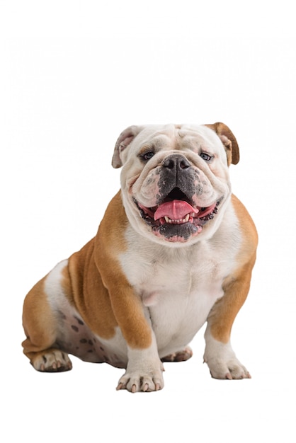 English bulldog portrait