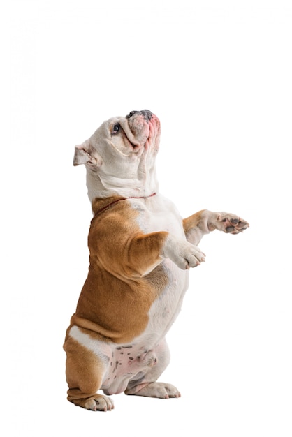 Photo english bulldog portrait