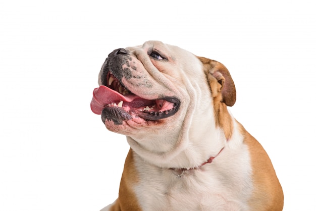 English bulldog portrait