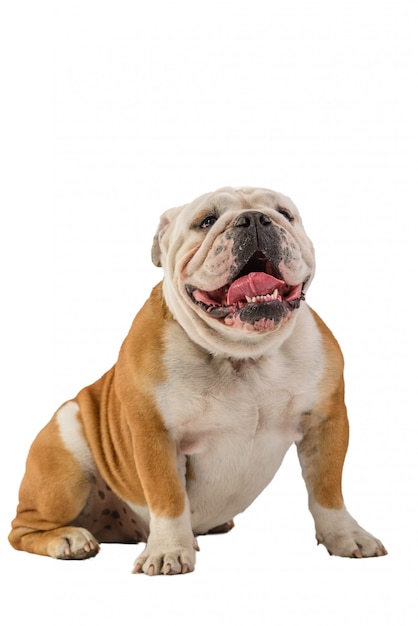 English bulldog portrait