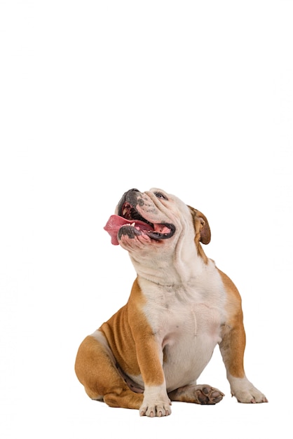 English bulldog portrait