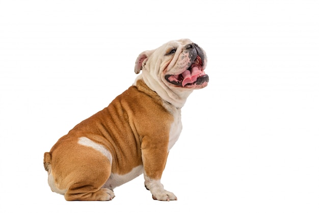 English bulldog portrait