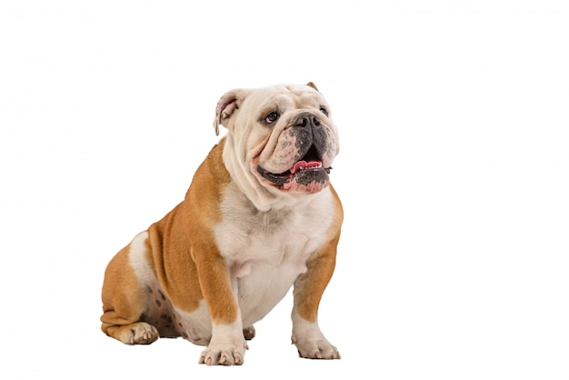 English bulldog portrait