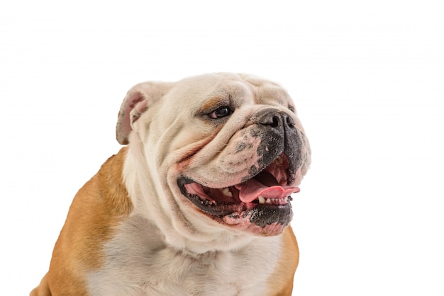 English bulldog portrait